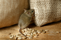 closeup the vole mouse nibbles the sack of grain in the  storehouse