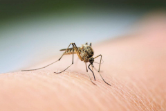 nasty insect mosquito sitting on her hand and drinks the blood of the pierced skin